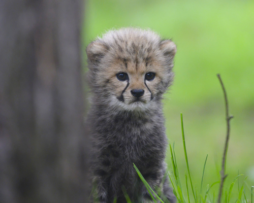 La India liberará 50 guepardos en el Parque Nacional de Kuno