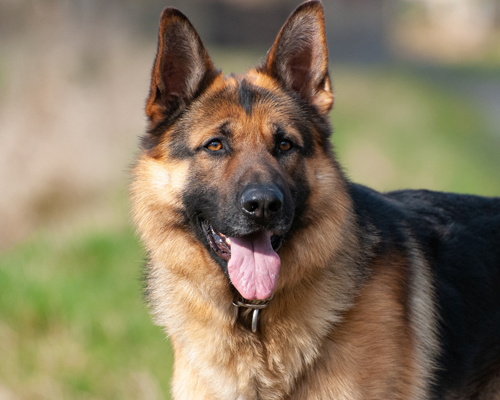 Una chapa circular identificará a los perros de asistencia en Castilla-La Mancha