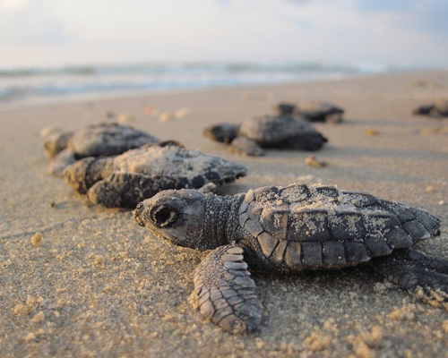Más de una decena de tortugas regresan al mar en buenas condiciones en la costa de Valencia