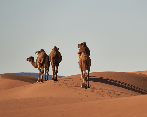 Los camellos de las dunas de Maspalomas podrían ser sacrificados por su propietario si Costas le impide trabajar en la zona