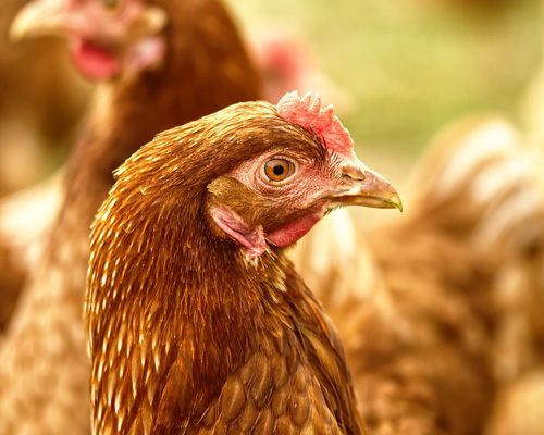 La gripe aviar se extiende por España durante el 2022