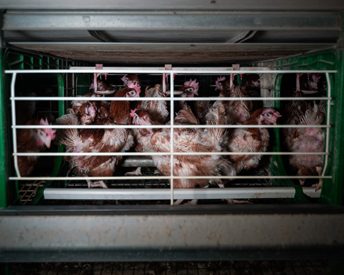 Equalia denuncia maltrato animal en una granja avícola de Yebra, en Guadalajara
