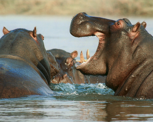 Esterilizan con dardos anticonceptivos a los hipopótamos de Pablo Escobar