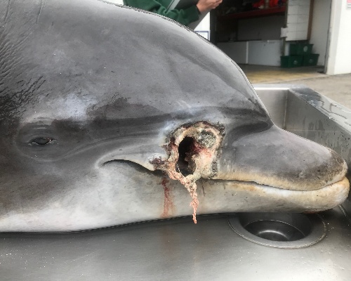 Florida busca a quienes dispararon a dos delfines