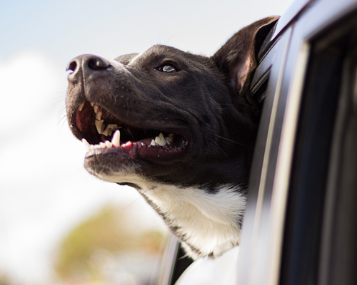 ¿Qué debes tener en cuenta antes de adoptar una mascota?