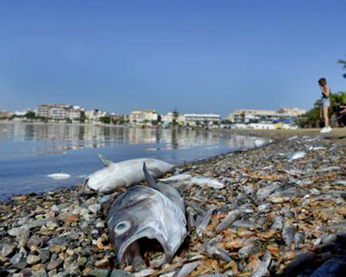 Tres toneladas de peces muertos en el Mar Menor