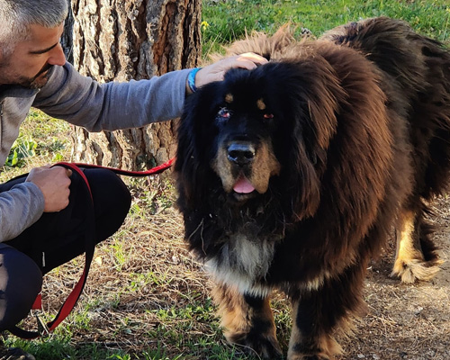 La triste historia de Buda, un mastín tibetano rescatado por Animal Rescue España