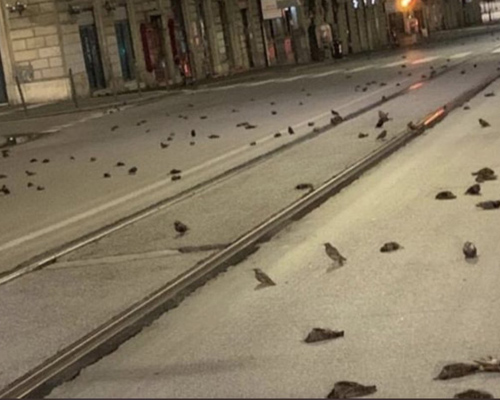 Lluvia de estorninos muertos en la Nochevieja de Roma