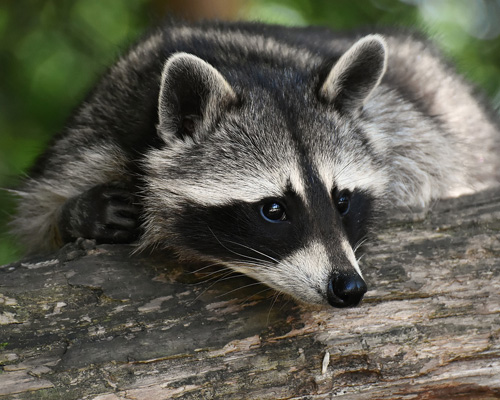 Estos son los animales que no puedes tener en casa como mascota en España