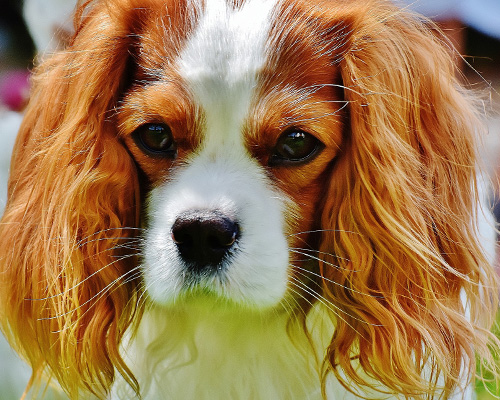 Noruega prohíbe la cría de los perros de raza Cavalier King Charles Spaniel