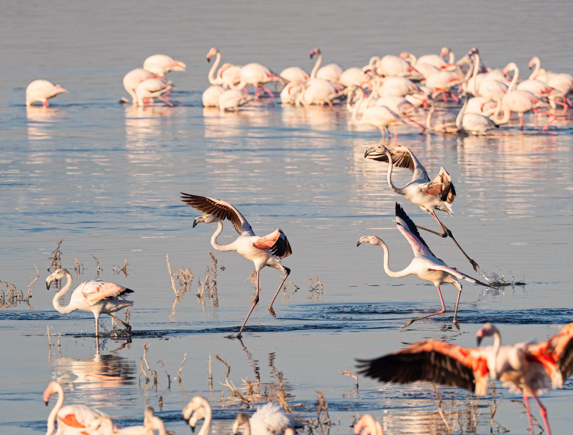 Récord de presencia de flamencos en el delta del Ebro este invierno