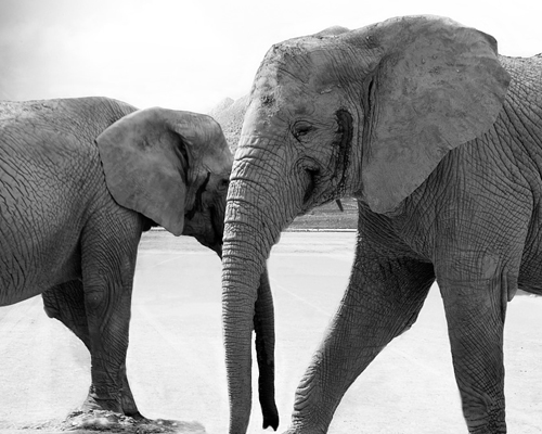 Botsuana autoriza la caza de otros 83 elefantes africanos