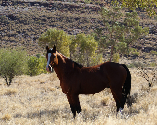 Australia planea sacrificar 10.000 caballos salvajes para proteger a especies en peligro