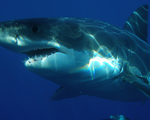 El tiburón blanco pudo provocar la extinción del megalodón