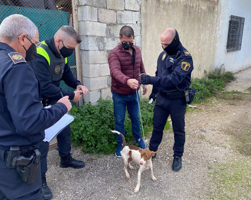 Rescatan a 39 perros en condiciones insalubres en una propiedad privada de Xàtiva