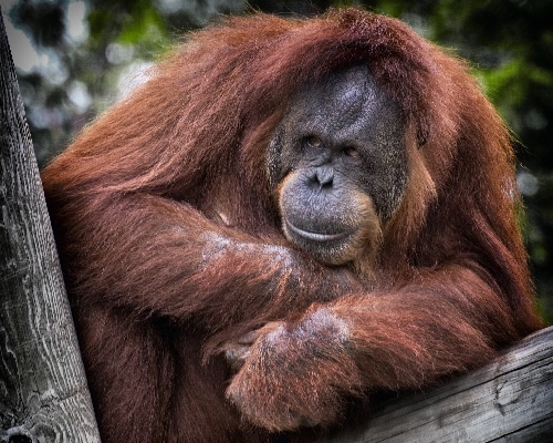 ¿Sabías que el orangután comparte un 97% de nuestra genética?