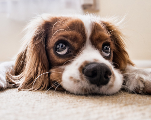 Málaga lanza una campaña para la identificación genética de sus perros