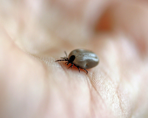 El número de garrapatas se dispara en España debido al cambio climático