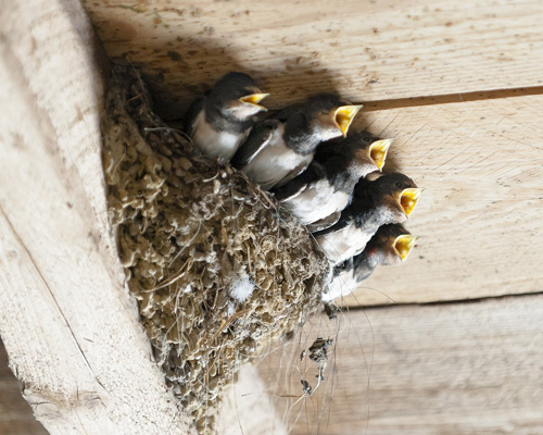 ¿Sabías que retirar nidos de aves se considera ilícito?