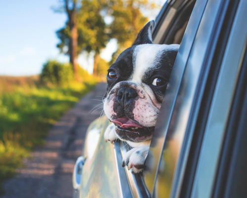 Cinco consejos básicos para viajar con tu mascota en coche este verano