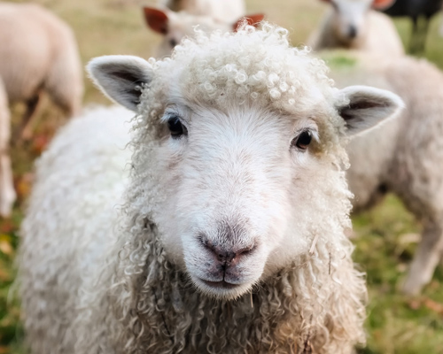 Inscriben ovejas para evitar el cierre de una clase