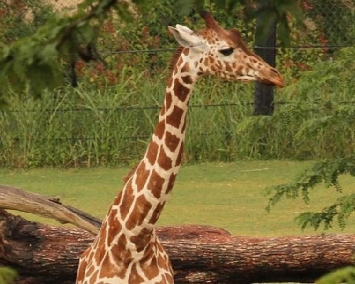 Investigan la muerte de tres jirafas en el zoo de Dallas