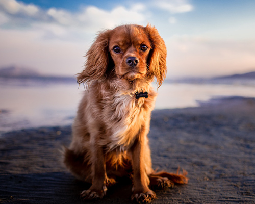 Almería capital ya tiene playa exclusiva para perros