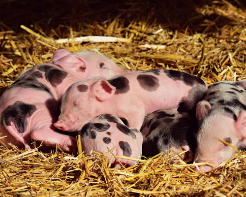 Castilla-La Mancha impide la creación de macrogranjas porcinas hasta 2025