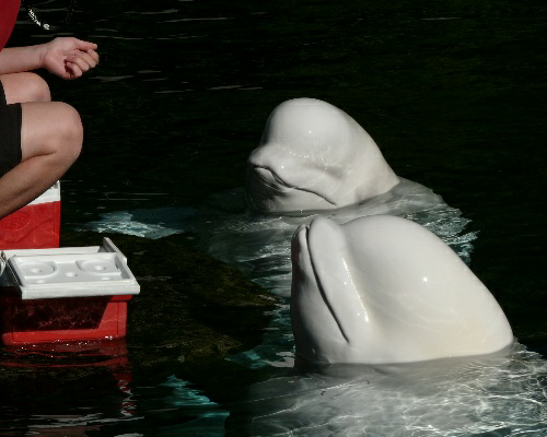 Canadá albergará un santuario para orcas liberadas
