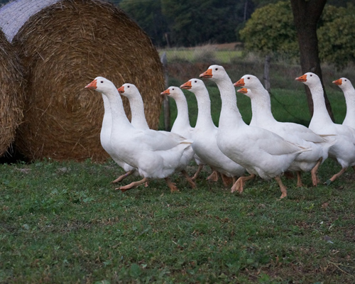 Madrid confirma un foco de gripe aviar en un parque de Móstoles