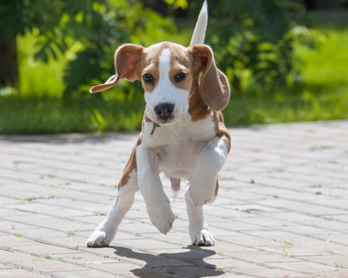 Un pienso de calidad para cada tipo de perro