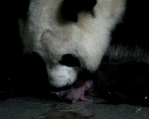 Nacen dos osos panda gemelos en el Zoo de Madrid