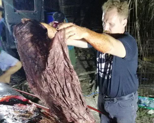 40 kilos de plástico matan a una ballena